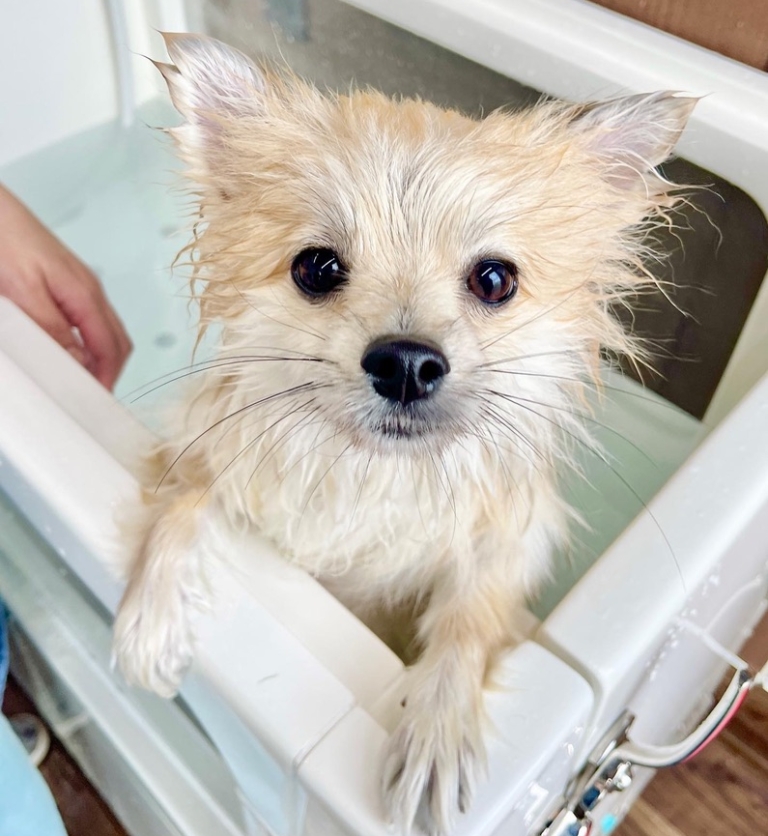 ポメラニアン セルフシャンプー